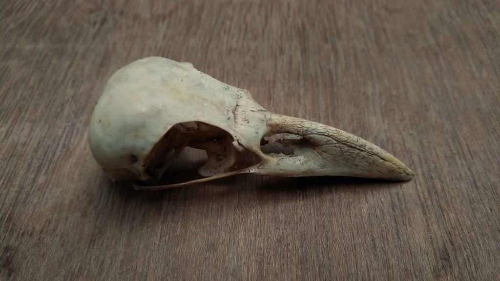 raven skull timeless halloween decor