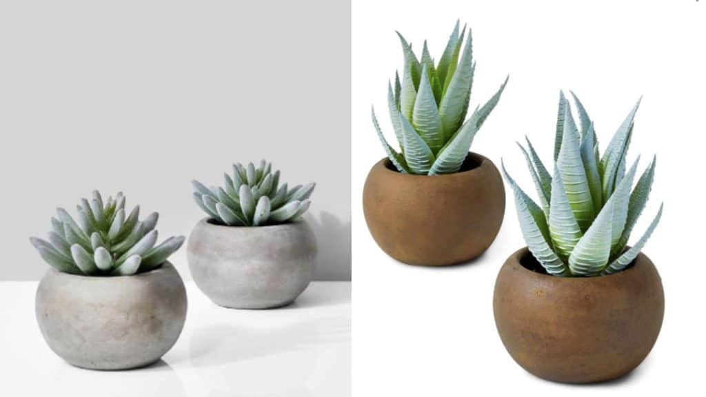 succentlant pots amazon fav things