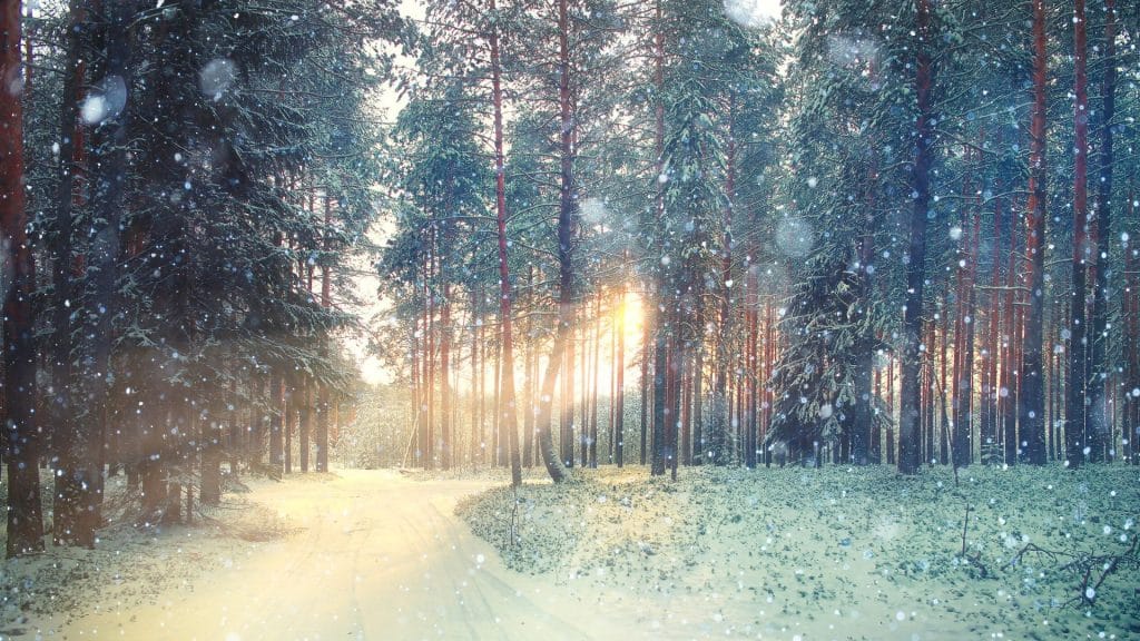 winter forest