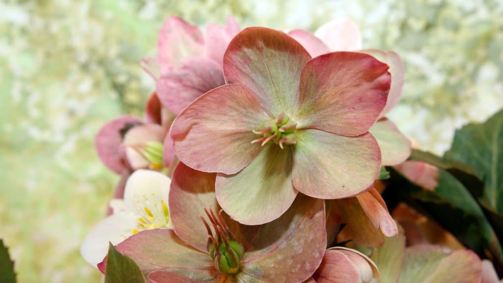fresh flowers refresh